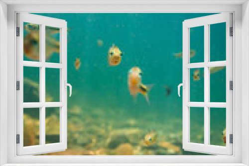 Fototapeta Naklejka Na Ścianę Okno 3D - fish in blue water