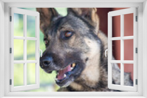 Fototapeta Naklejka Na Ścianę Okno 3D - Portrait of a cute dog