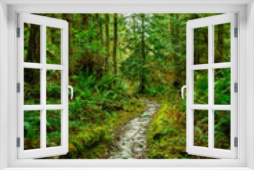 Fototapeta Naklejka Na Ścianę Okno 3D - A scenic forest hiking trail on Whidbey Island in the Pacific Northwest with lush vegetation.