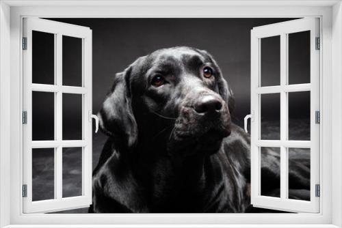 Fototapeta Naklejka Na Ścianę Okno 3D - Portrait of a Labrador Retriever dog on an isolated black background.