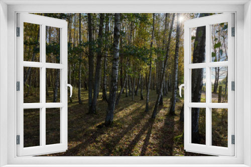 Fototapeta Naklejka Na Ścianę Okno 3D - A forest with birch trees and a fence and the sun creates backlight and shadows