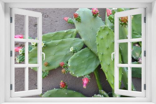 Fototapeta Naklejka Na Ścianę Okno 3D - blühender Kaktus