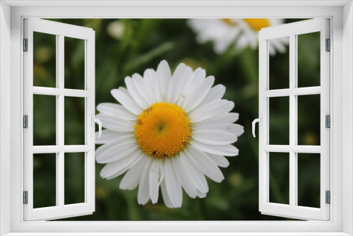 Fototapeta Naklejka Na Ścianę Okno 3D - Flowers on the postcard daisy garden pharmacy is large plano on the side or top with small yellow petals and yellow bright middle with a copyspace