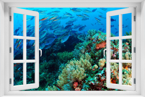 Fototapeta Naklejka Na Ścianę Okno 3D - Fish swimming above coral reef in Komodo