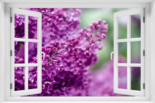Fototapeta Naklejka Na Ścianę Okno 3D - Spring lilac flowers