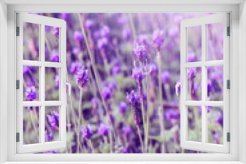 Fototapeta Naklejka Na Ścianę Okno 3D - sunset violet lavender field provence hokkaido (3)