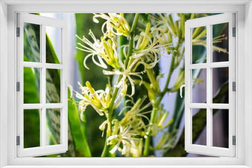 Fototapeta Naklejka Na Ścianę Okno 3D - indoor plant sansevieria blooms close up