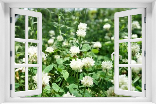 Fototapeta Naklejka Na Ścianę Okno 3D - タイトル : White Clover flowers - クローバー 白い花