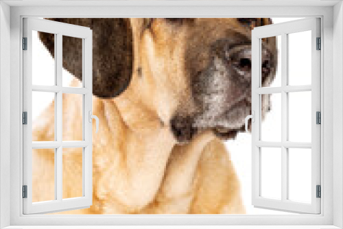 Fototapeta Naklejka Na Ścianę Okno 3D - Broholmer dog