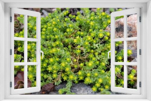 Fototapeta Naklejka Na Ścianę Okno 3D - moss on stone sedum succulent