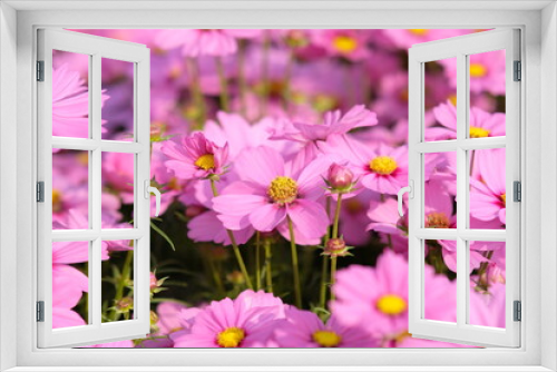 Fototapeta Naklejka Na Ścianę Okno 3D - pink cosmos flowers
