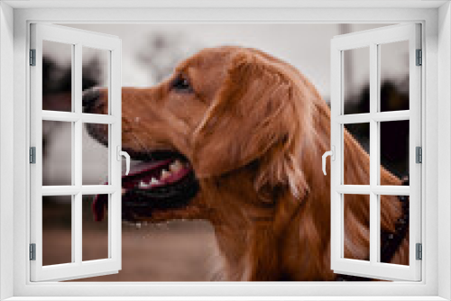 Fototapeta Naklejka Na Ścianę Okno 3D - golden retriever dog