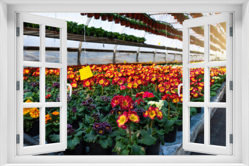 Fototapeta Naklejka Na Ścianę Okno 3D - Greenhouses for growing flowers. Floriculture industry	
