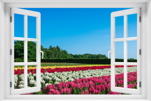 Fototapeta Naklejka Na Ścianę Okno 3D - field of flowers and blue sky