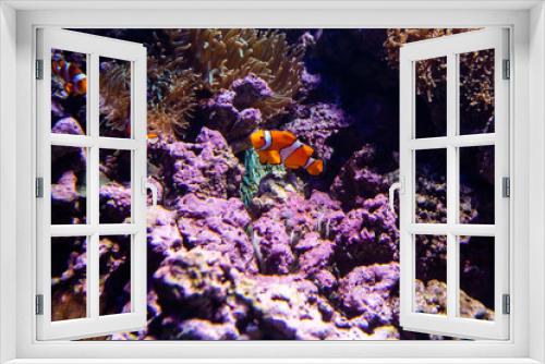 Fototapeta Naklejka Na Ścianę Okno 3D - Nemo, the orange Ocellaris clownfish