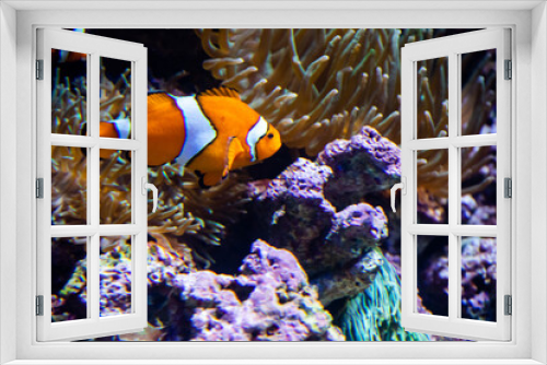 Fototapeta Naklejka Na Ścianę Okno 3D - Nemo, the orange Ocellaris clownfish