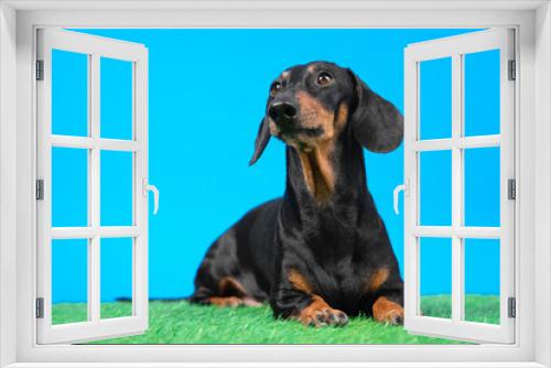 Fototapeta Naklejka Na Ścianę Okno 3D - obedient dachshund dog lies on artificial turf and carefully watching something while executing command during training, blue background.