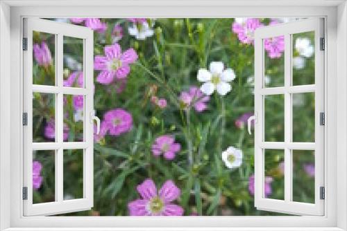 Fototapeta Naklejka Na Ścianę Okno 3D - Purple and white little flowers