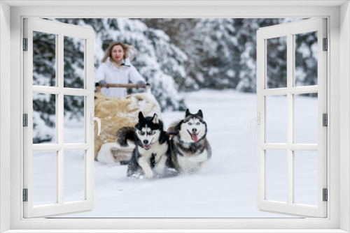Fototapeta Naklejka Na Ścianę Okno 3D - The girl rides on a sled on a sled with Siberian huskies in the winter forest. Pet. Husky. Husky art poster, Husky print,