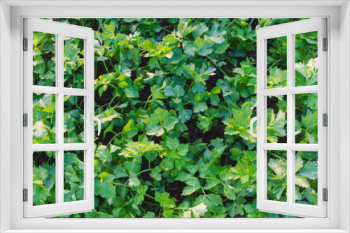 Fototapeta Naklejka Na Ścianę Okno 3D - background of leaves