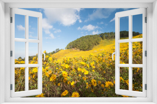 Fototapeta Naklejka Na Ścianę Okno 3D - Beautiful yellow Maxican Sunflower on mountain hill with blue sky background in sunshine day. Beauty flower nature and green environmental concept.