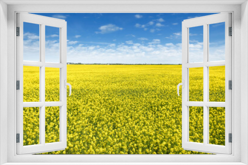 Fototapeta Naklejka Na Ścianę Okno 3D - Oilseed rape, rapeseed field yellow flowering in farmland  in countryside , spring landscape under  cloudy blue sky 