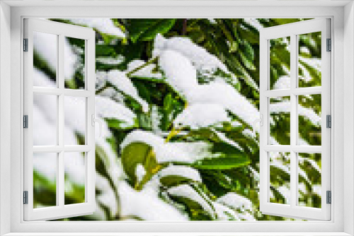 Fototapeta Naklejka Na Ścianę Okno 3D - A selective focus shot of snow-covered bushes