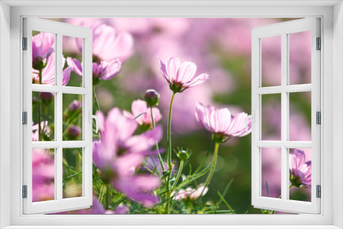 Fototapeta Naklejka Na Ścianę Okno 3D - Blossom pink flower