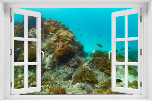 Fototapeta Naklejka Na Ścianę Okno 3D - Underwater photography in Baja California Sur, Mexico