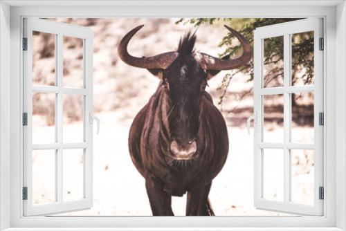 Fototapeta Naklejka Na Ścianę Okno 3D - wildebeest in the Savannah of Africa