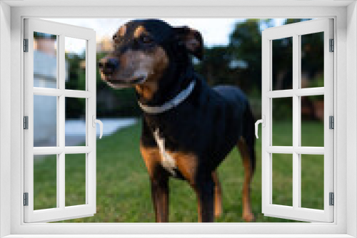 Fototapeta Naklejka Na Ścianę Okno 3D - Close-up photo of a pinscher playing on with the grass in a private garden. These dogs usually need big spaces so they can run and consume all the energy they contain.