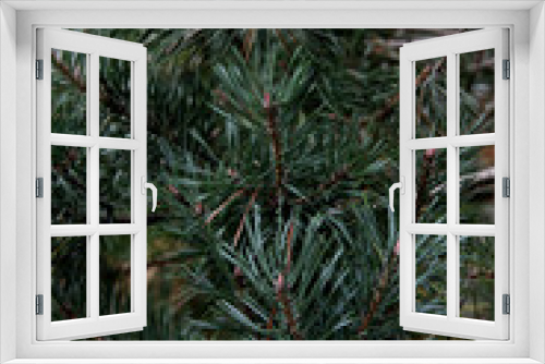 Fototapeta Naklejka Na Ścianę Okno 3D - evergreen pine tree branch close up