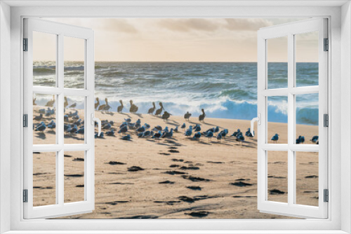 Fototapeta Naklejka Na Ścianę Okno 3D - Flock of sea birds on the beach, colony of pelicans and seagulls, California Central Coast