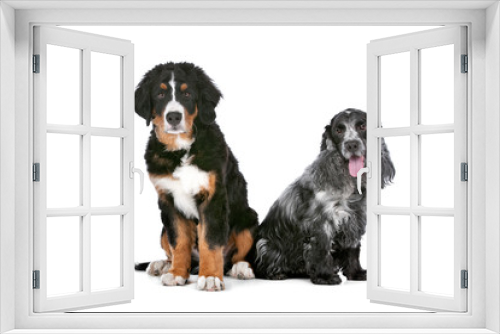 Fototapeta Naklejka Na Ścianę Okno 3D - two dogs