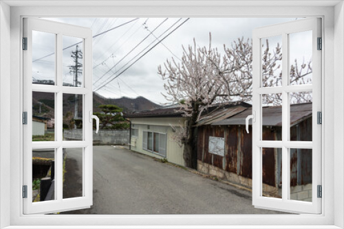 Fototapeta Naklejka Na Ścianę Okno 3D - 道路脇で咲く1本のあんずの木