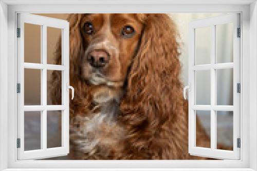 Fototapeta Naklejka Na Ścianę Okno 3D - Cocker spaniel dog sitting on a bed in a bedroom.