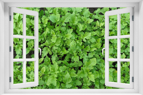 Fototapeta Naklejka Na Ścianę Okno 3D - Salad greens. Fresh greens for salads. Radish, arugula. Fresh wild arugula freshly picked from garden.