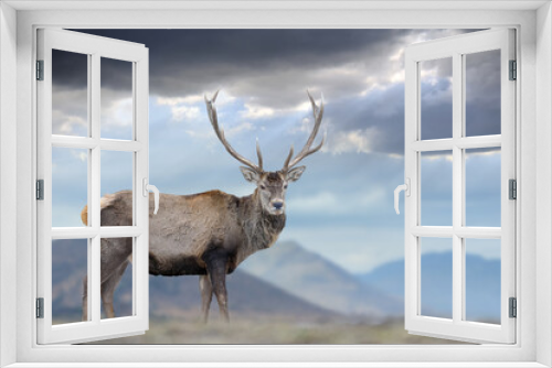 Fototapeta Naklejka Na Ścianę Okno 3D - Majestic red deer stag on mountain baskground. Animal in nature habitat
