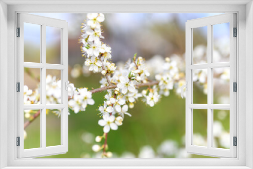Fototapeta Naklejka Na Ścianę Okno 3D - plums or prunes bloom white flowers in early spring in nature. selective focus
