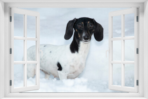 Fototapeta Naklejka Na Ścianę Okno 3D - image of dog snow background 