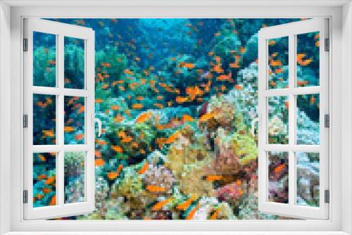 Fototapeta Naklejka Na Ścianę Okno 3D - Coral Reef Underwater Landscape, Red Sea, Egypt, Africa
