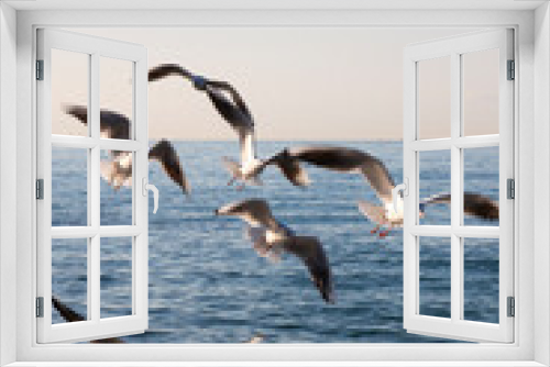 Fototapeta Naklejka Na Ścianę Okno 3D - gulls fly over the sea at dawn. White birds on the background of the sea and sky
