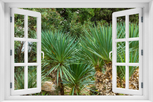 Fototapeta Naklejka Na Ścianę Okno 3D - beautiful, natural, green plants, palm trees in a subtropical, tropical forest

