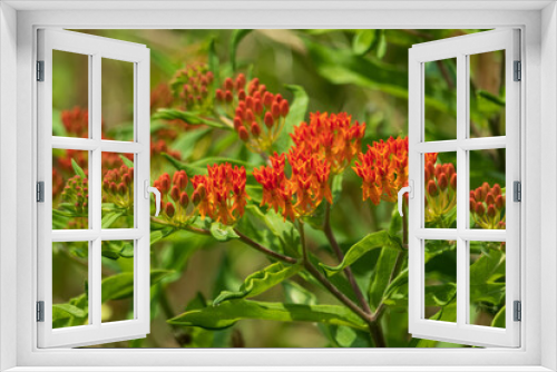 Fototapeta Naklejka Na Ścianę Okno 3D - Butterfly Weed wildflowers close-up