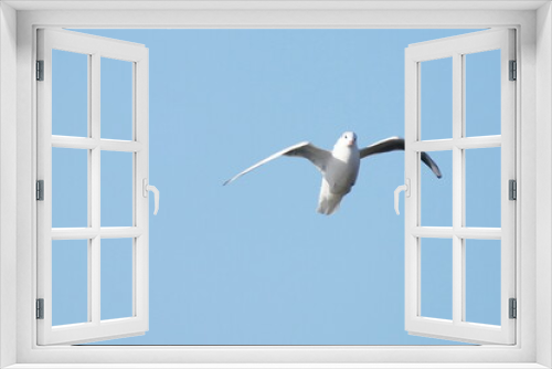 Fototapeta Naklejka Na Ścianę Okno 3D - seagull in flight