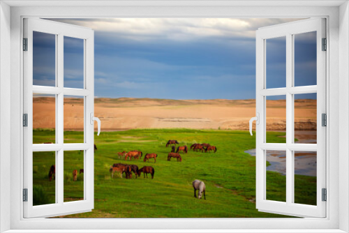 Fototapeta Naklejka Na Ścianę Okno 3D - Mongol horses, a native breed of the country, are historically known for their role in the military campaigns of Genghis Khan