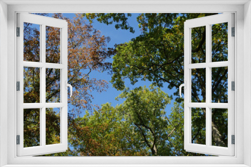 Fototapeta Naklejka Na Ścianę Okno 3D - Looking High In The Tree Tops Of Leaf-bearing Trees Under Blue Sky, Autumn