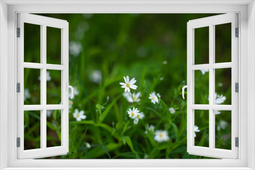 Fototapeta Naklejka Na Ścianę Okno 3D - Large horizontal photo. background. Nature. Ecology. Small white daisies in green grass. Small flowers on a background of blurred grass and leaves. Summer time.