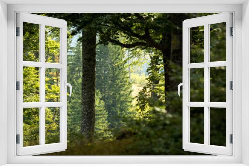 Fototapeta Naklejka Na Ścianę Okno 3D - Aesthetic forest trees in summer light