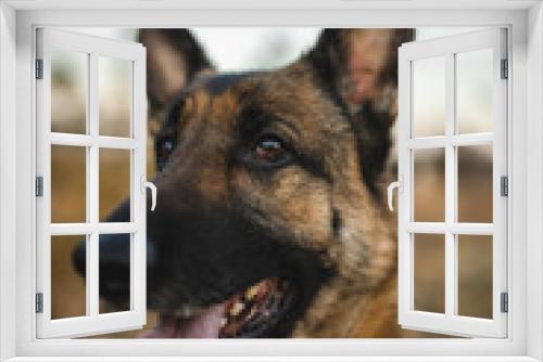 Fototapeta Naklejka Na Ścianę Okno 3D - a male german shepherd is looking straight into the camera. the german shepherd's coat color is black and tan he is a working line gsd. the dog has big ears and looks very goofy and fun. also handsome